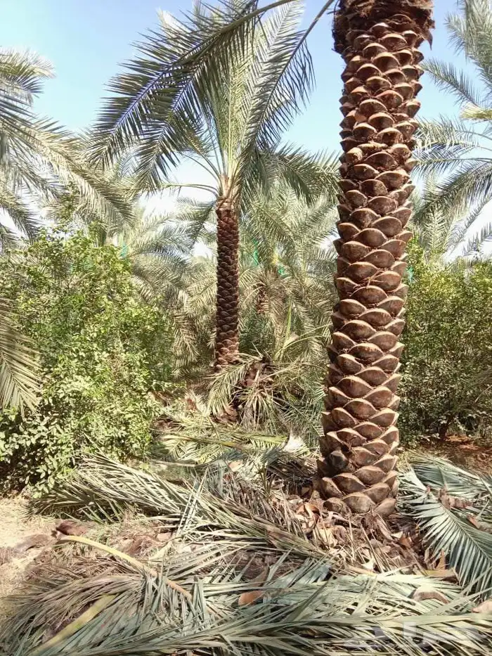 يوجد لدينا نخيل عربي من 3متر لا 4متر تكريب هلال 5