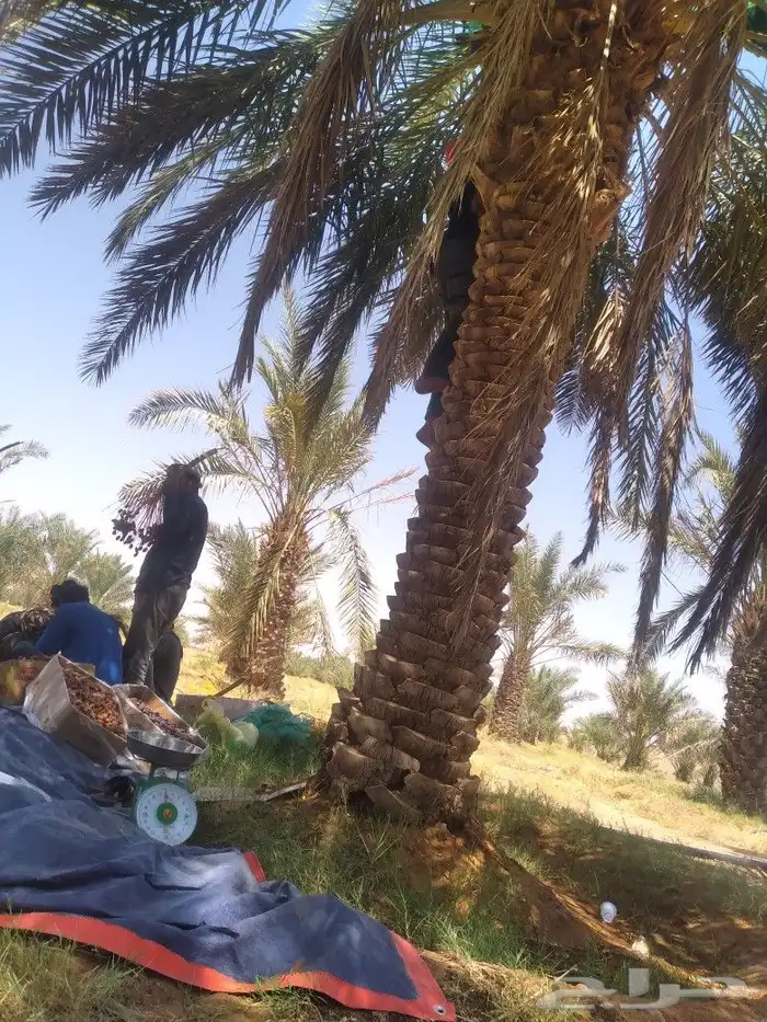 يوجد لديناء جميع انوع الفروخ والنقيل 6