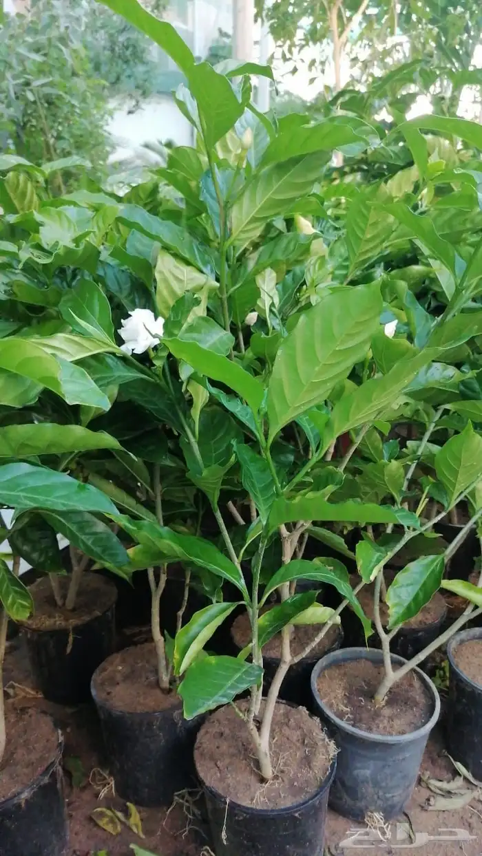نخل للبيع من جميع المقاسات 30