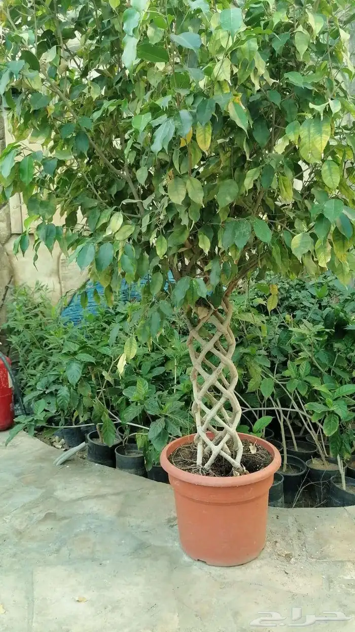 نخل للبيع من جميع المقاسات 32