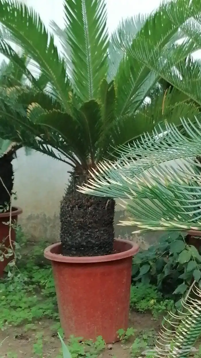 نخل للبيع من جميع المقاسات 17