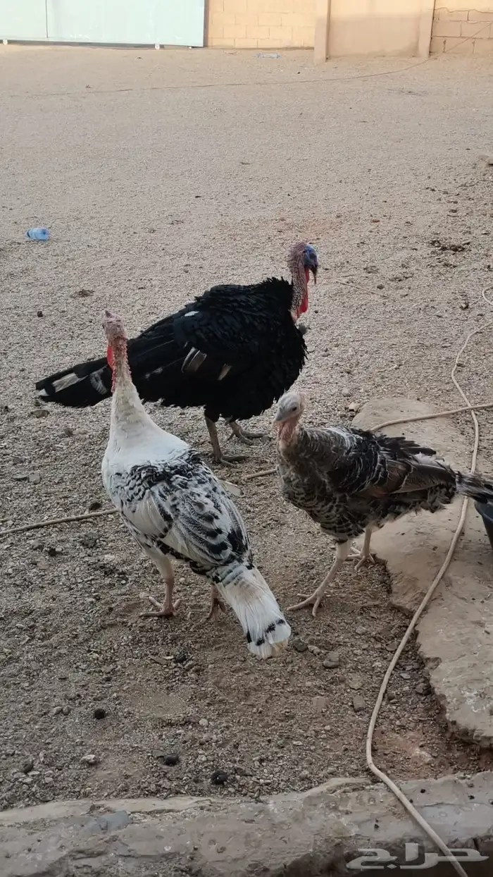 ديك رومي ودجاجتين 0