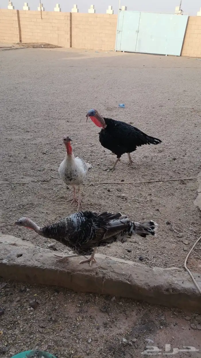 ديك رومي ودجاجتين 2
