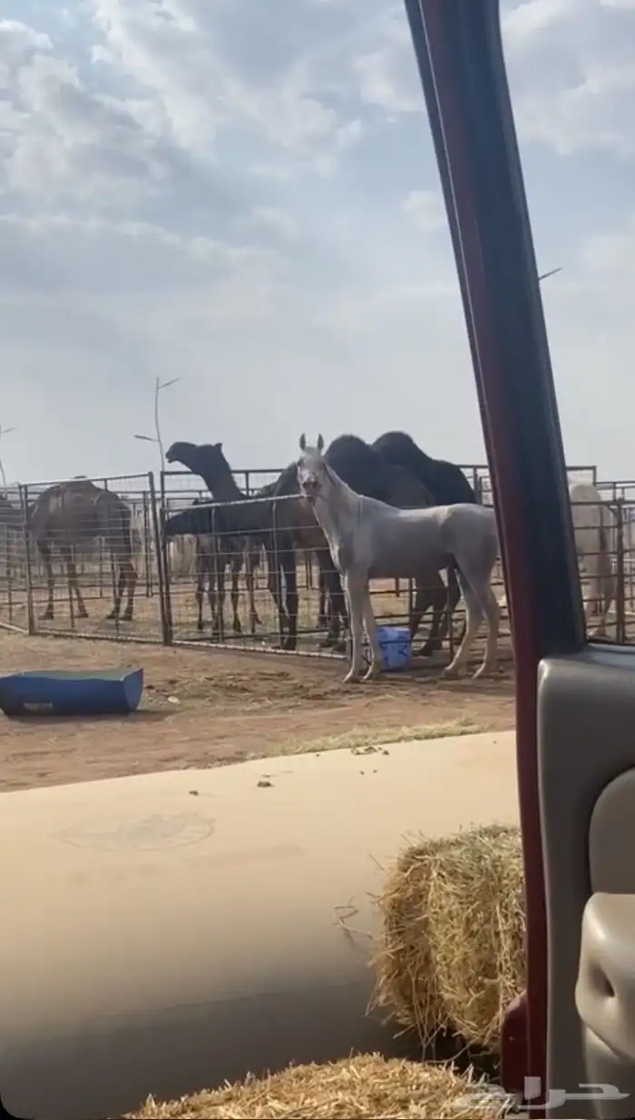 حصان شعبي شيخ 4