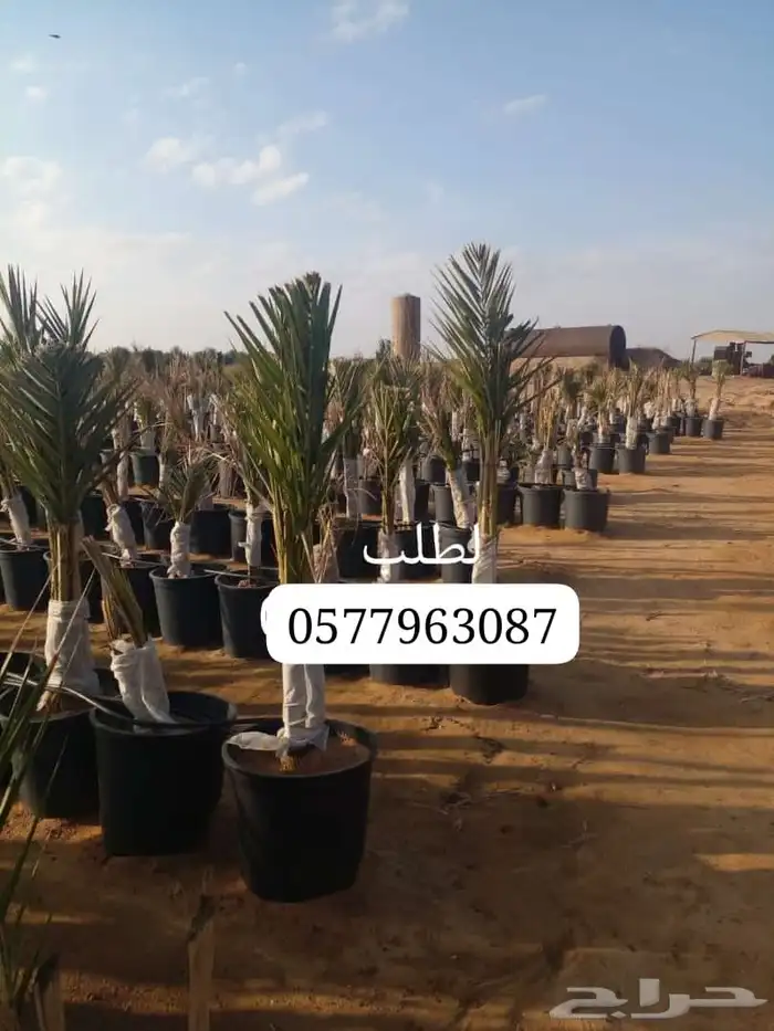 نخل للبيع من جميع المقاسات 10