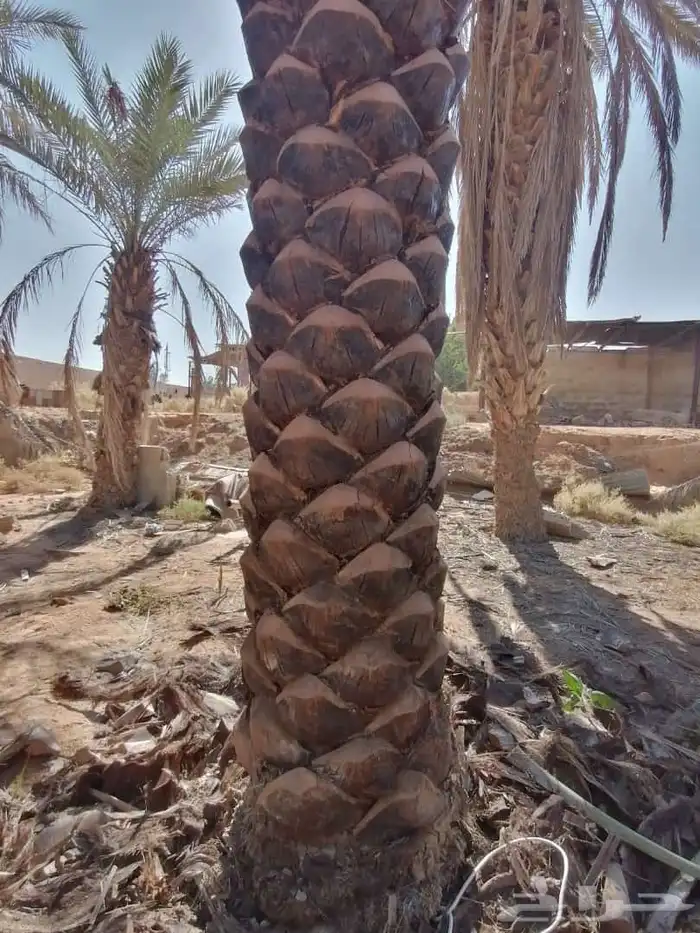 يوجد لدينا عمال تكريب قلع غرس تحويض من يريدلتواصل 1