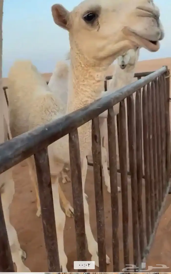 الفحل الاوضح العلياني الكفووو 3