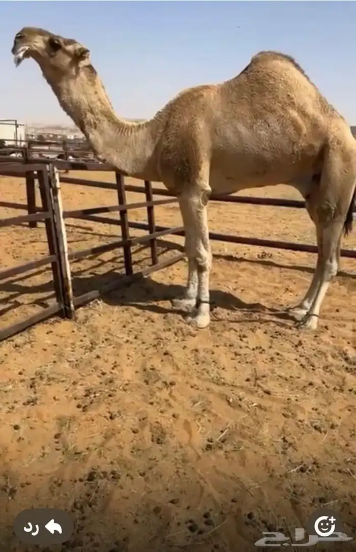 بعير باتلي 0