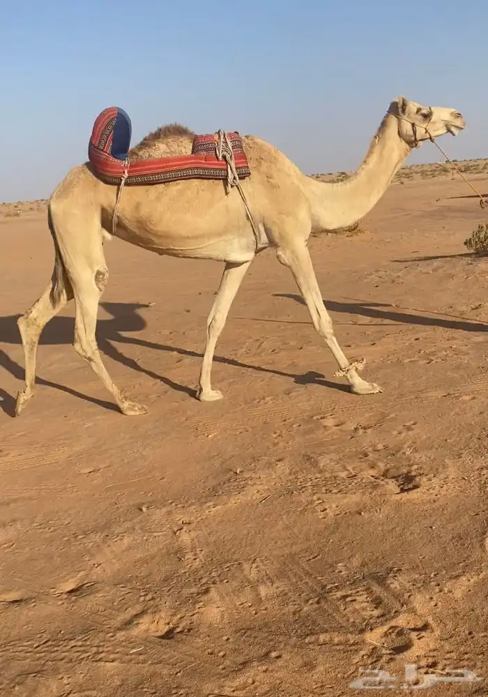 رحول ابل عمانيه 0