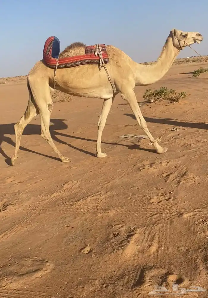 رحول ابل عمانيه 1