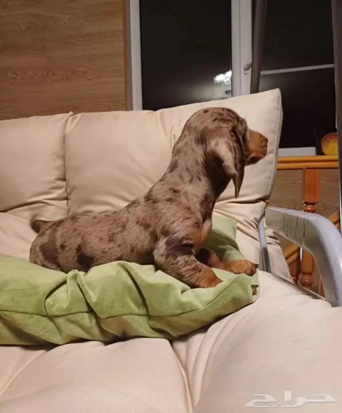 جراء الداشهند المميزه الوان نادره استيراد من الخارج 3