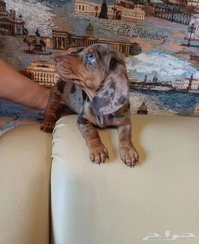 جراء الداشهند المميزه الوان نادره استيراد من الخارج 4