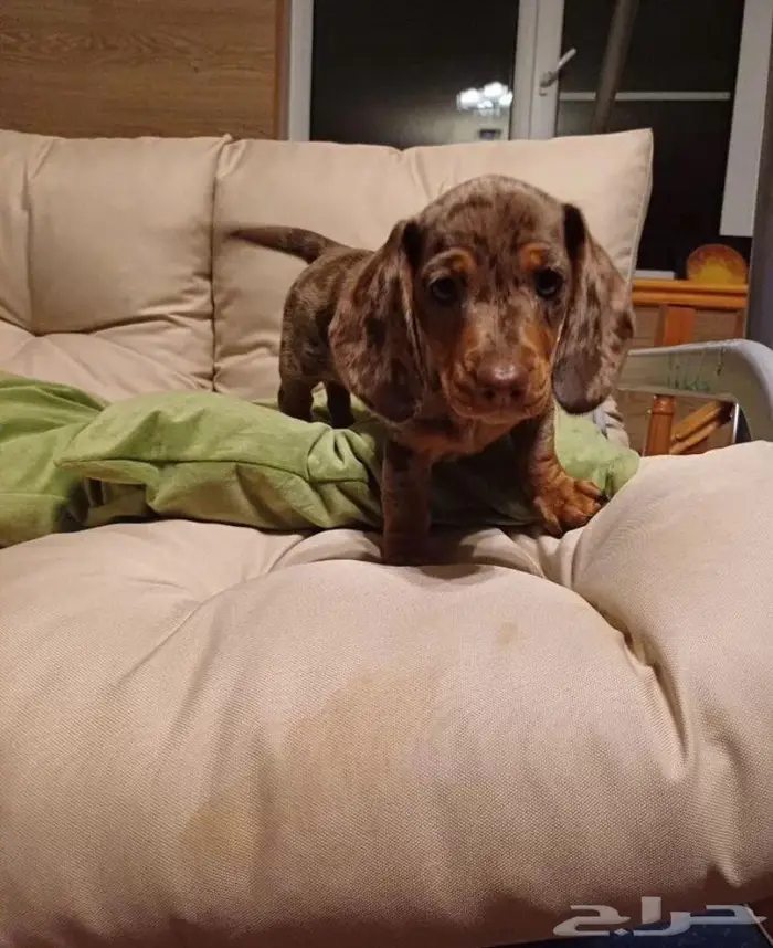 جراء الداشهند المميزه الوان نادره استيراد من الخارج 7