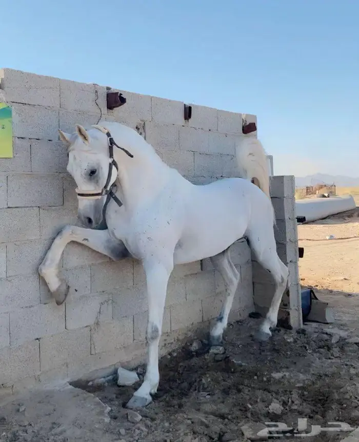 بيع خيول قروب 1