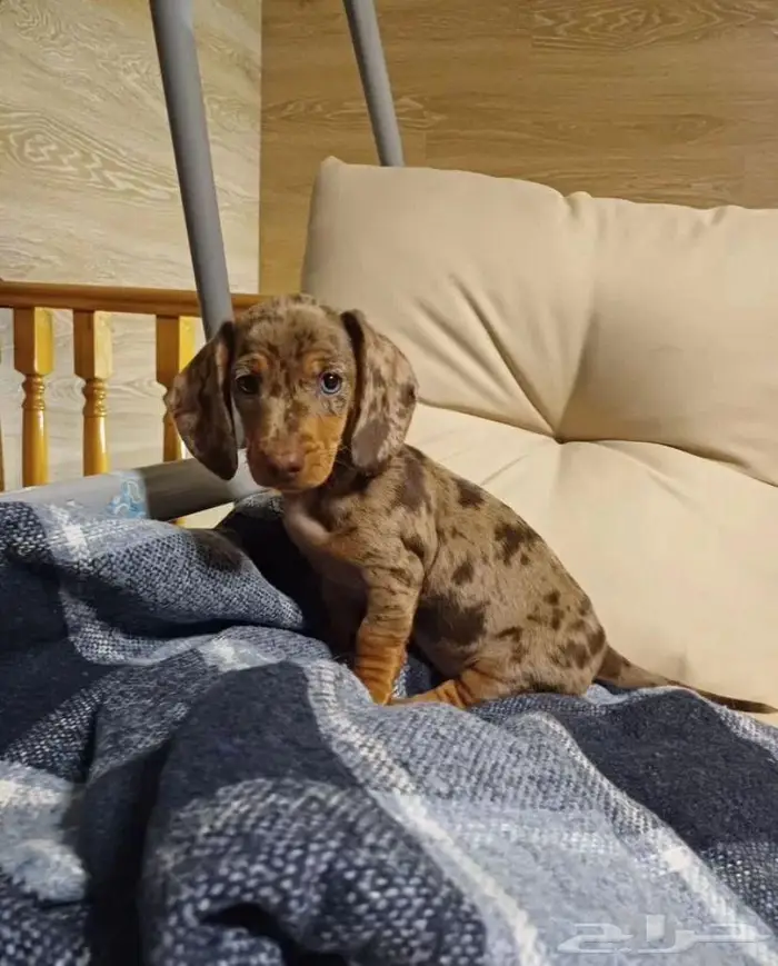 جراء الداشهند المميزه الوان نادره استيراد من الخارج 6