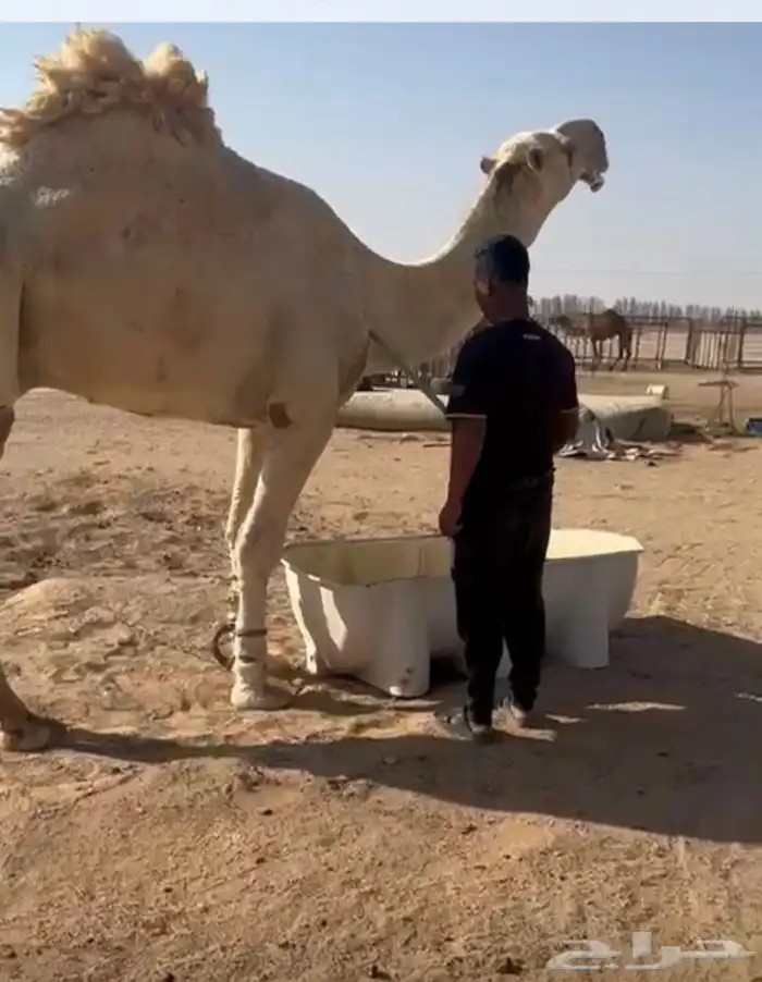 الفحل الاوضح العلياني الكفووو 0