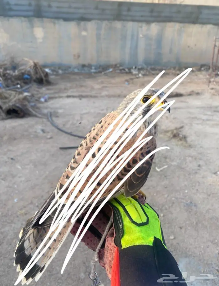 للبيع 0
