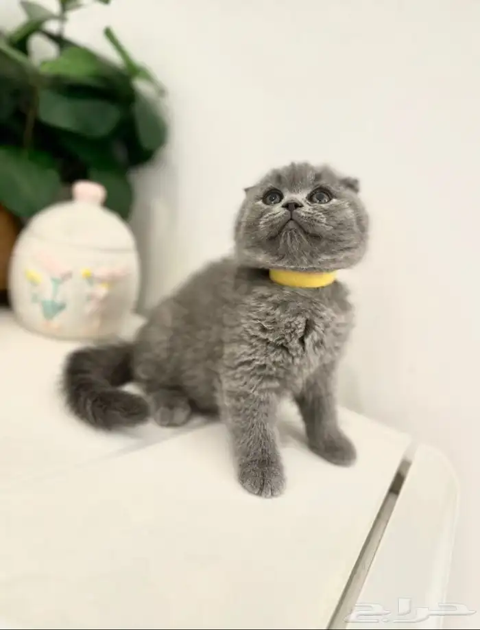 سكوتش بلو مستوى عالي اقساط تابي 1