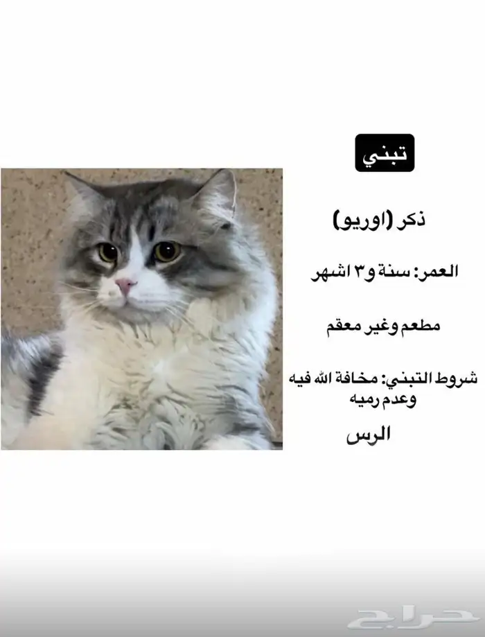 قط للتبني يطلب تزاوج 0