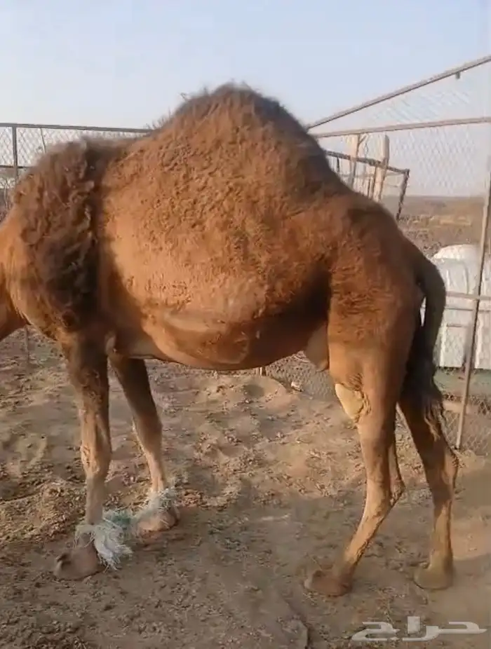 ناقه موطي ام اربع مشروطه من العذريب مجموعه يوجد له فديو 1