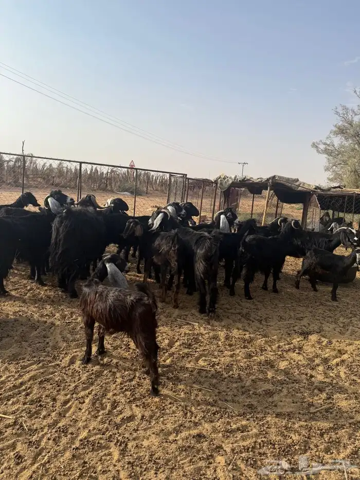 معزه 1