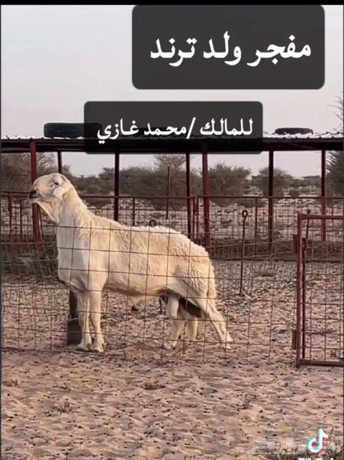 مشروع فحل صنف فاااخر 2