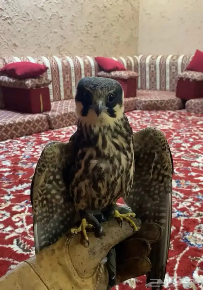 بكه 0