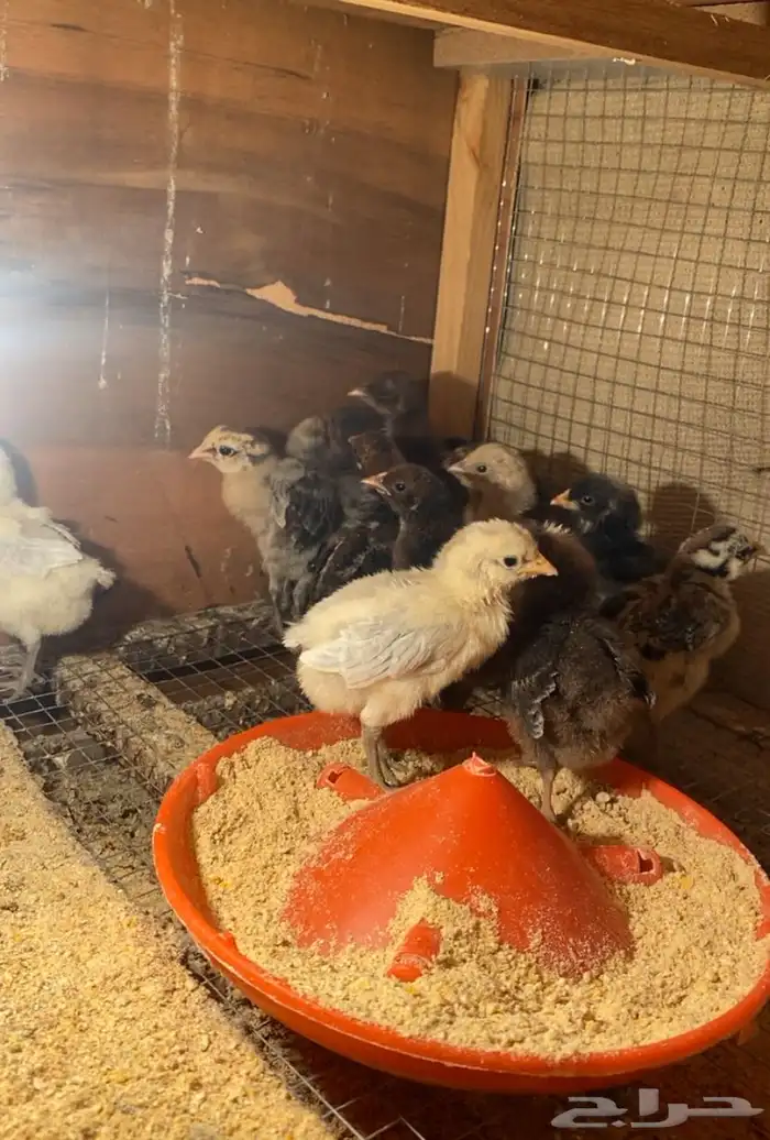 صوص فيومي المنيو وشبابي 0