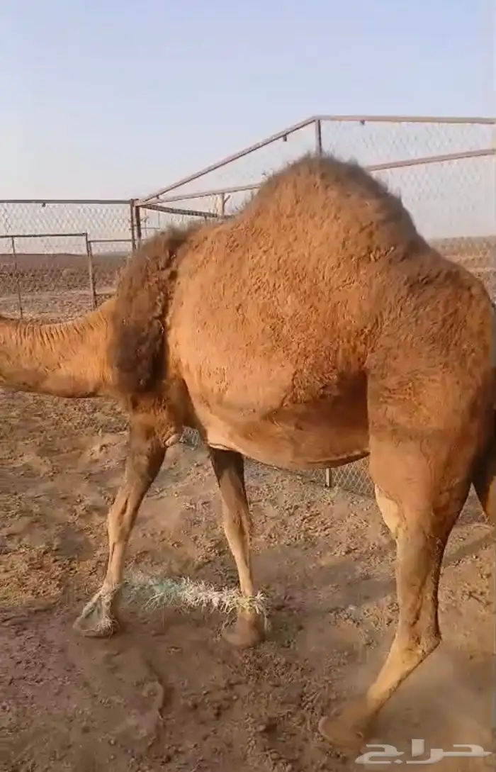ناقه موطي ام اربع مشروطه من العذريب مجموعه يوجد له فديو 0