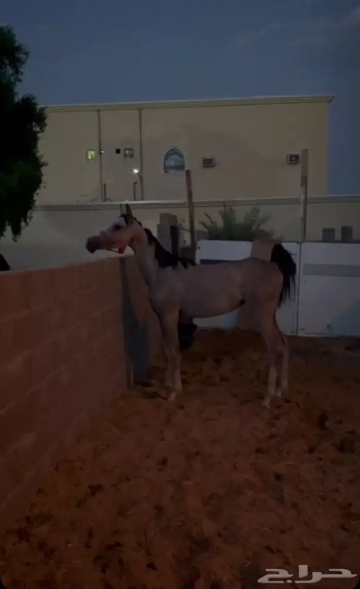 مهر شعبي كفو 4