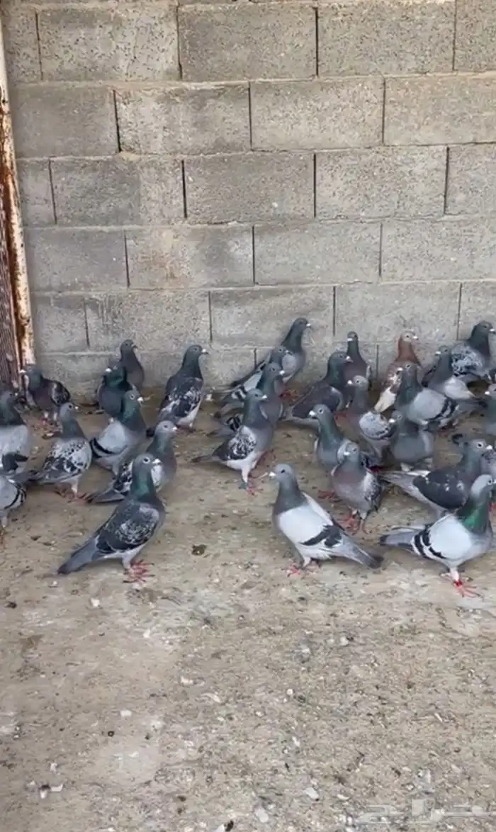 النعيريه 0