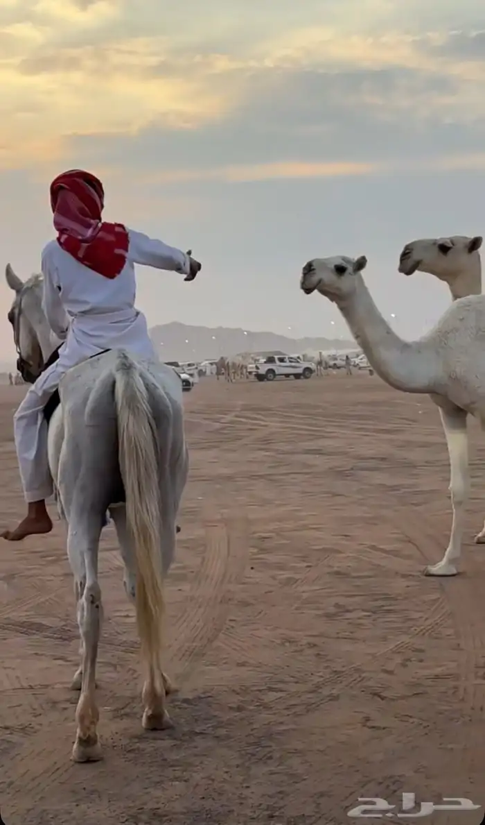 حصان شعبي شيخ 2