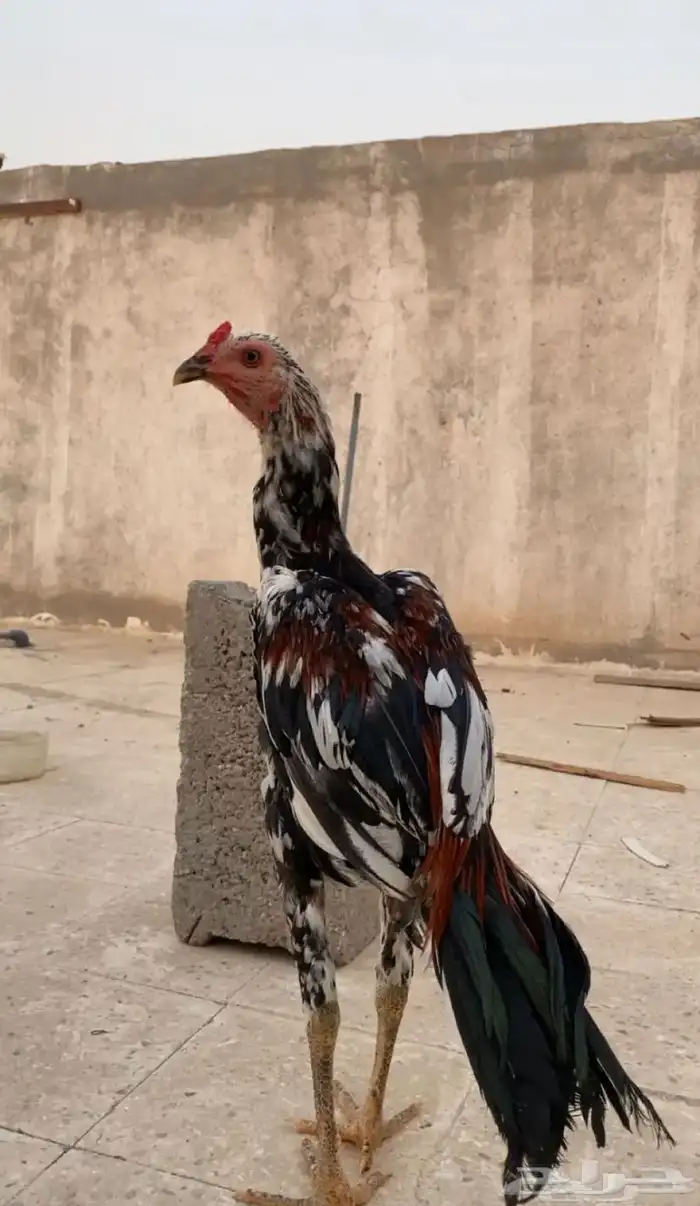 ديك  باكستاني سندي 4