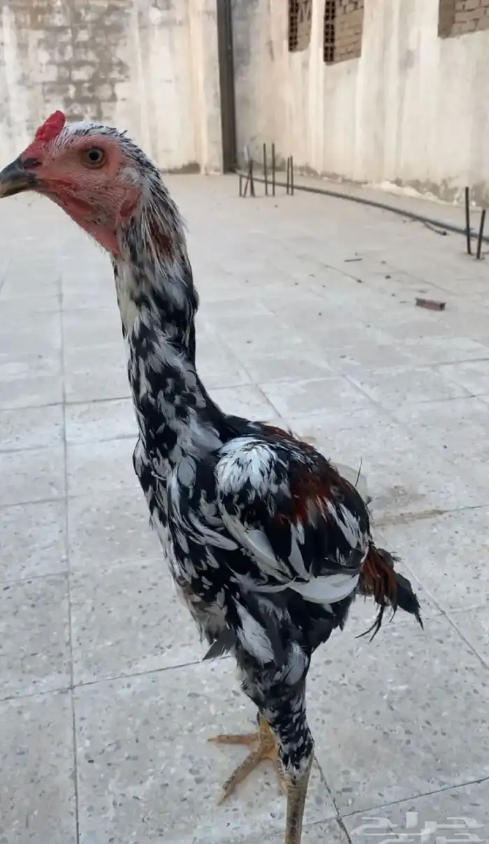 ديك  باكستاني سندي 1