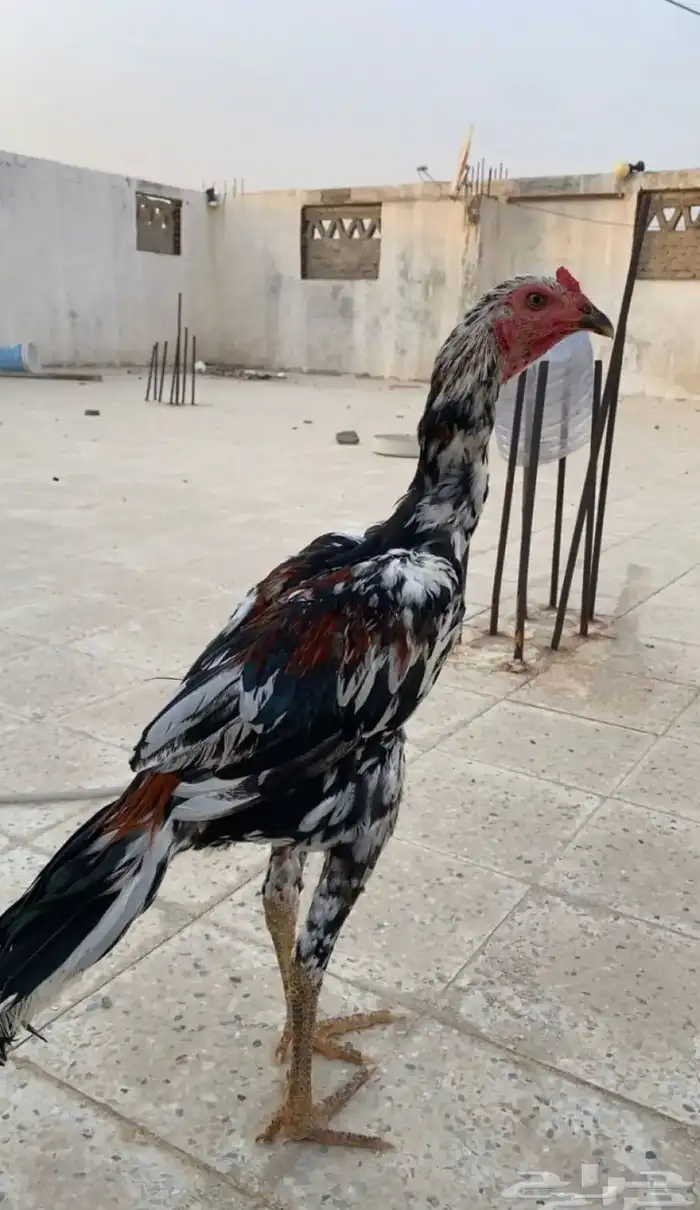 ديك  باكستاني سندي 3