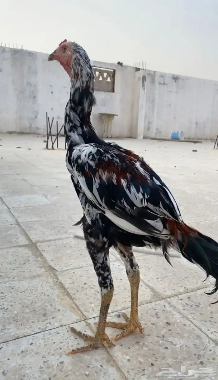 ديك  باكستاني سندي 0