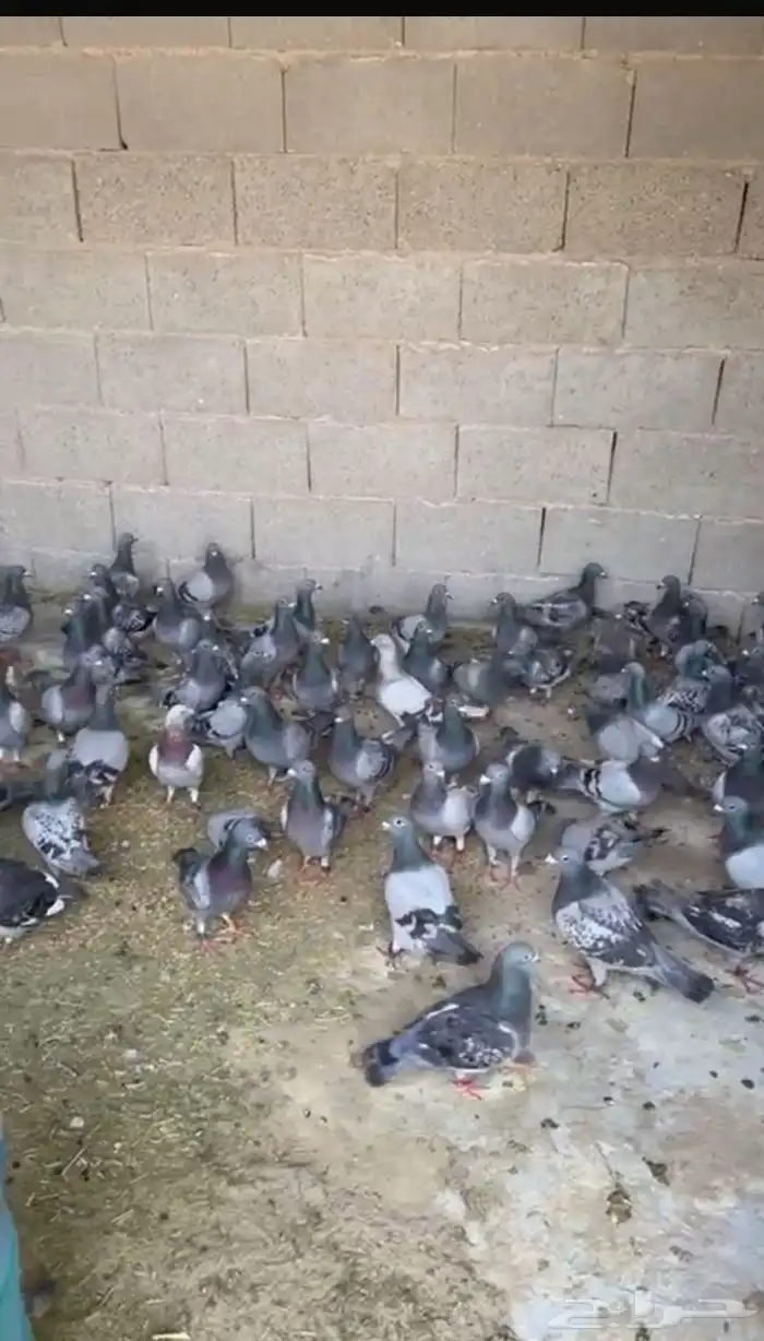 النعيريه 1