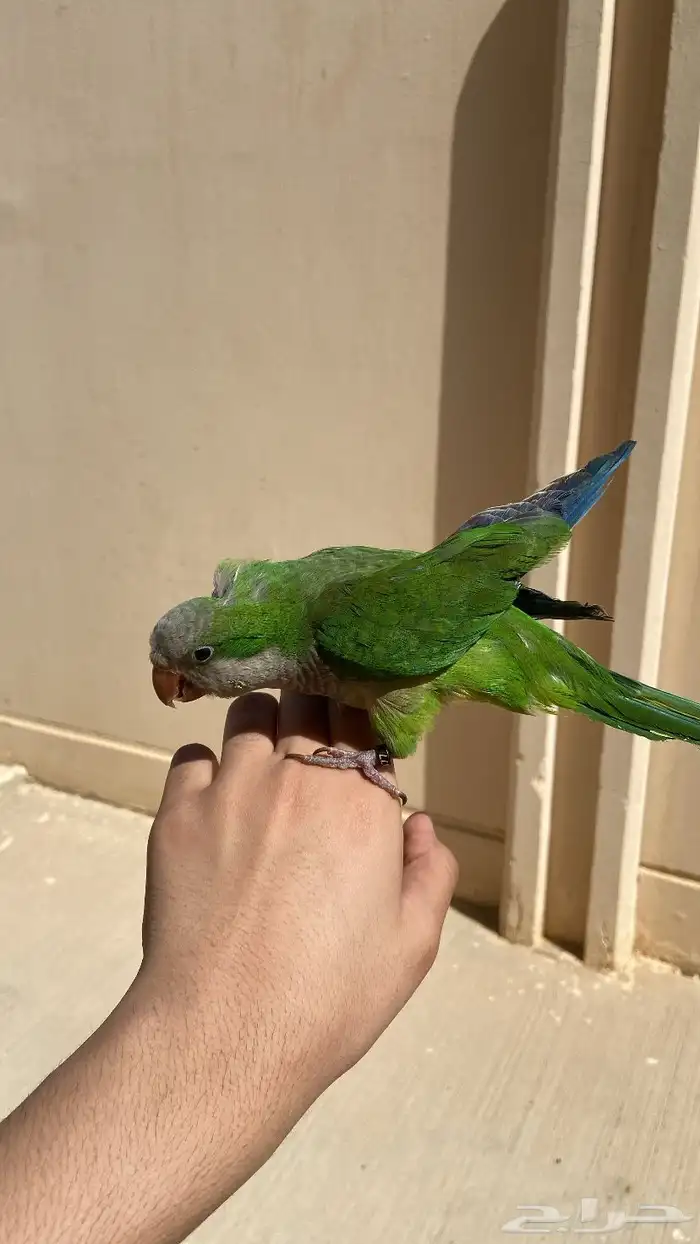 كويكر للبيع الحد 400 يقلد نغمه الجوال واتس 1