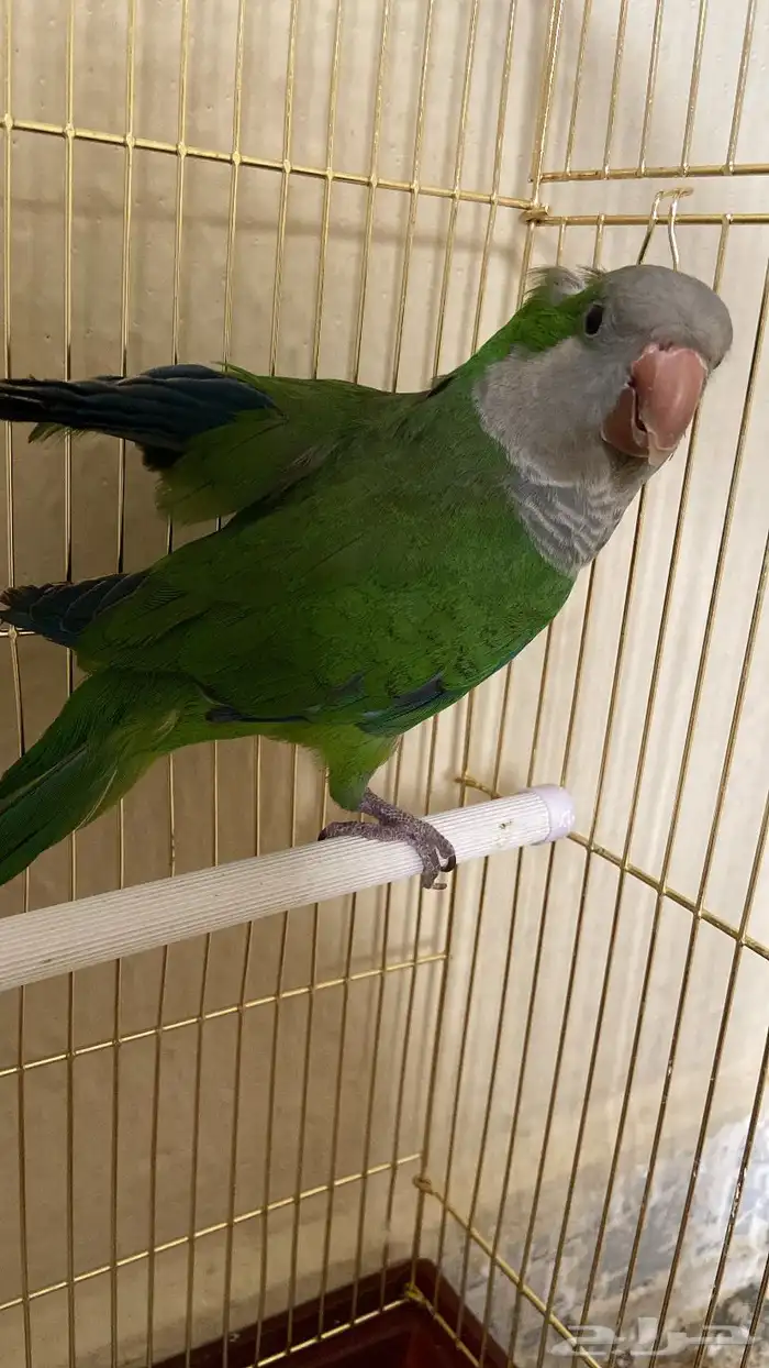 كويكر للبيع الحد 400 يقلد نغمه الجوال واتس 3