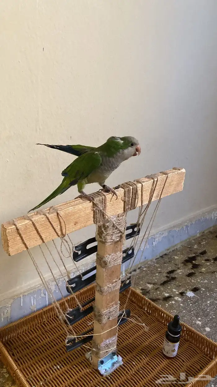 كويكر للبيع الحد 400 يقلد نغمه الجوال واتس 2