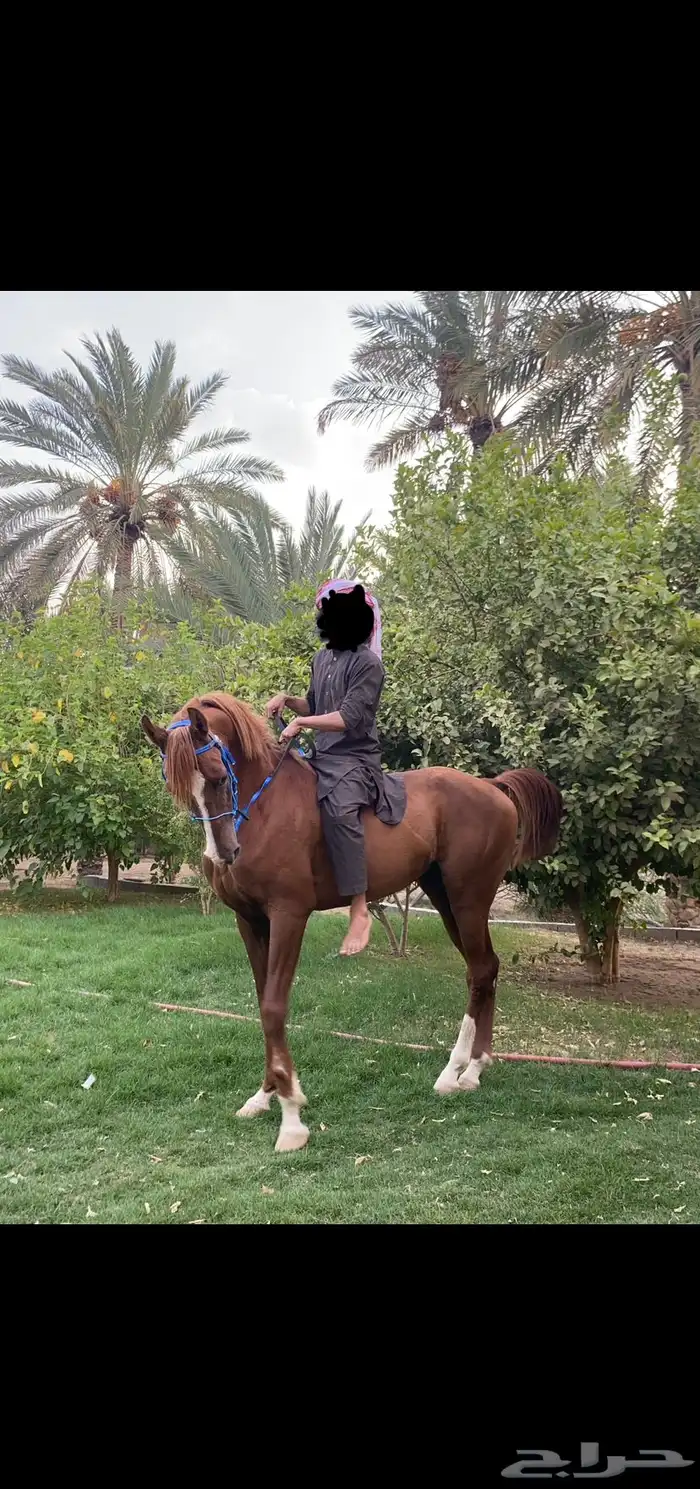 حصان واهو كفو 0