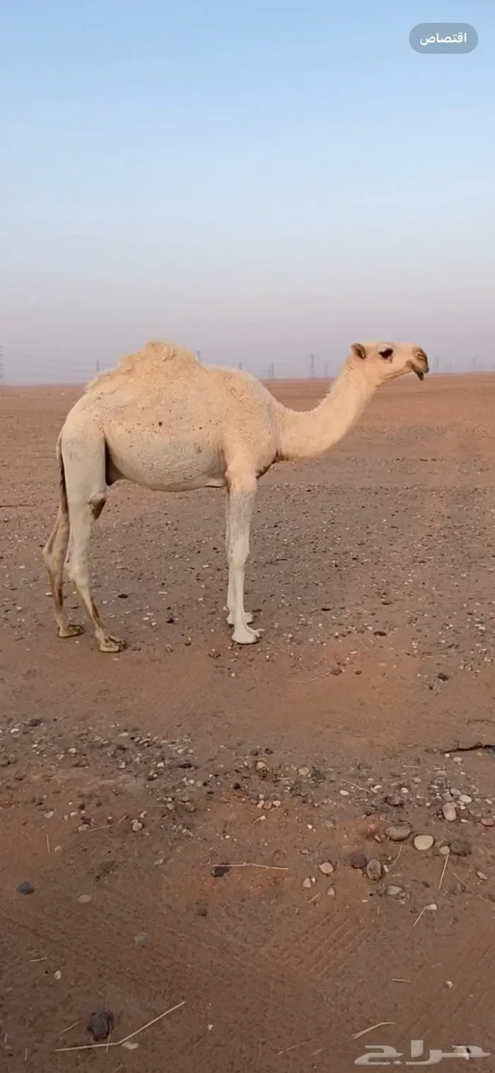 القعود الحيسوني 0