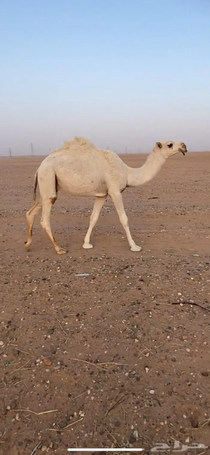 القعود الحيسوني 1