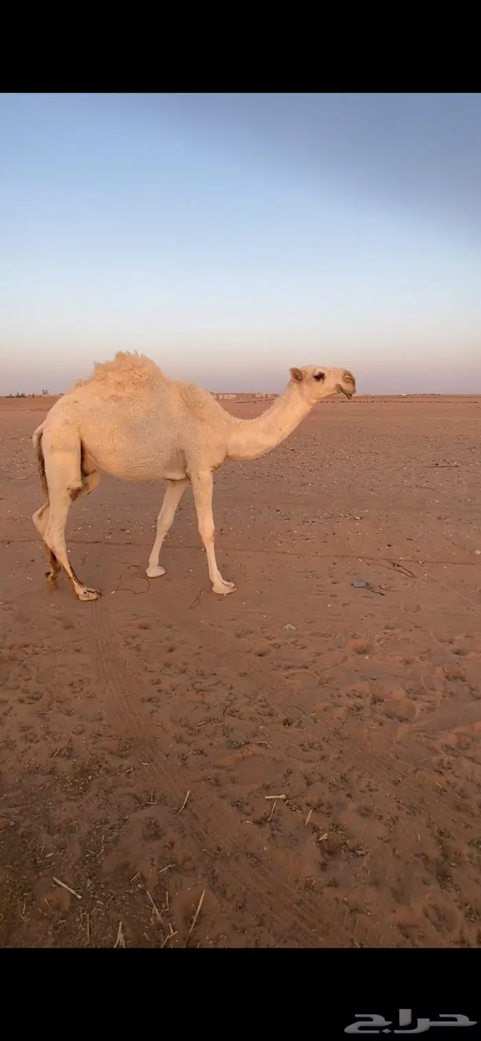 القعود الحيسوني 2