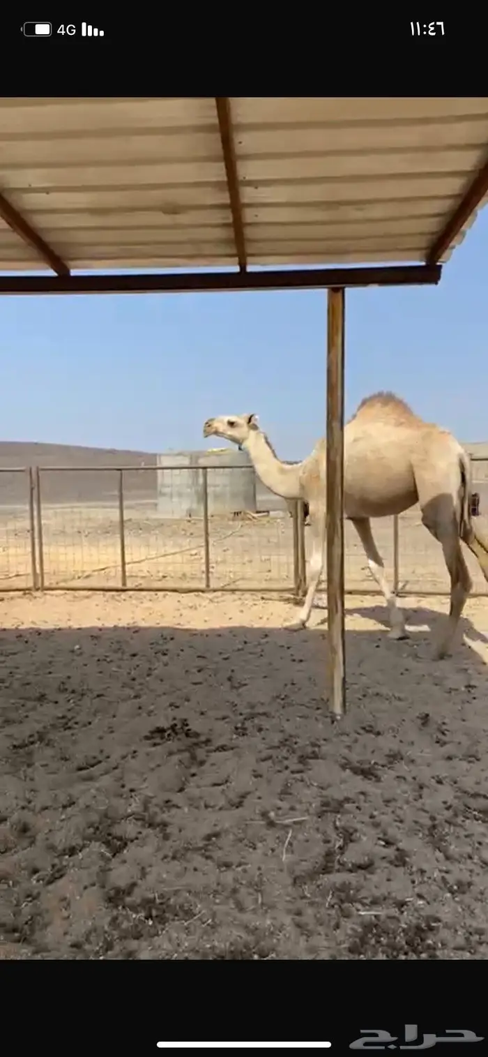 للبيع بكره حقه 1