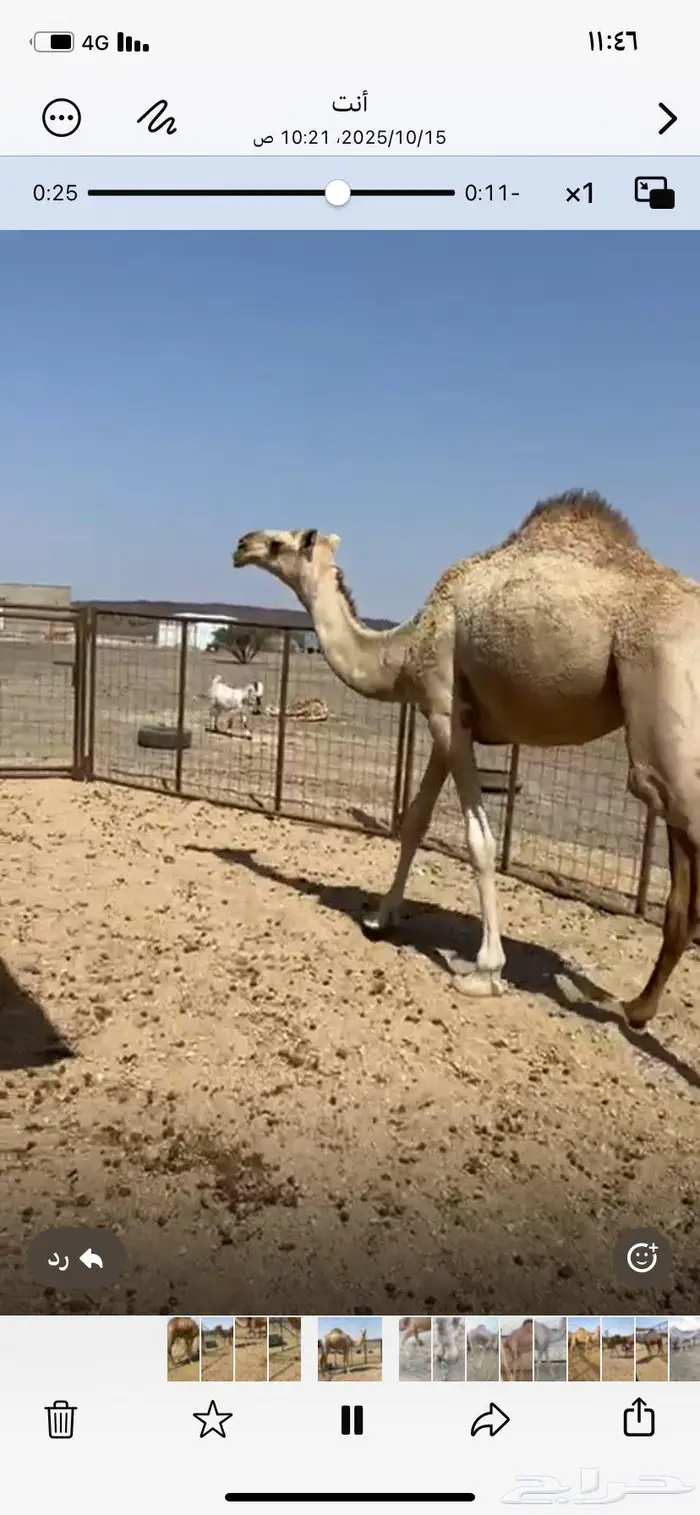 للبيع بكره حقه 0