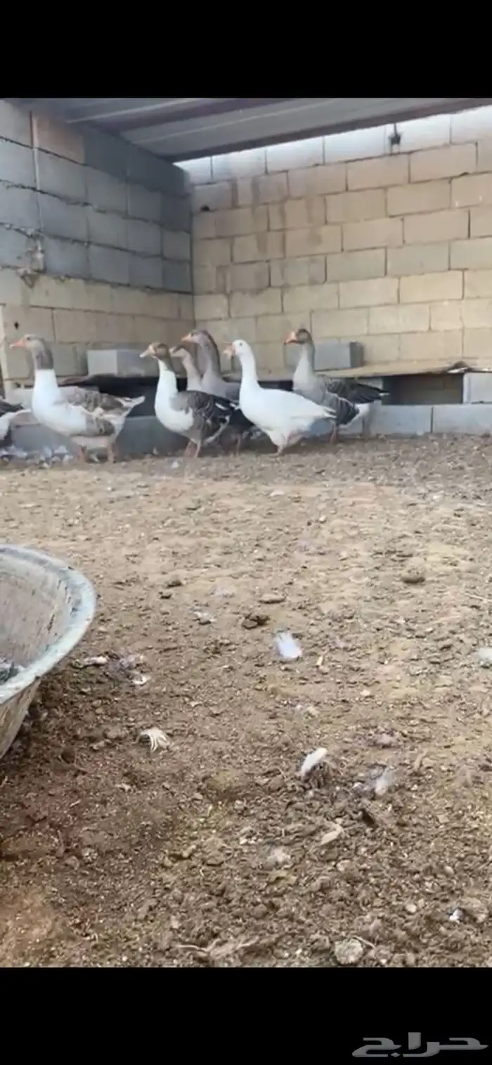 وز بلدي 3