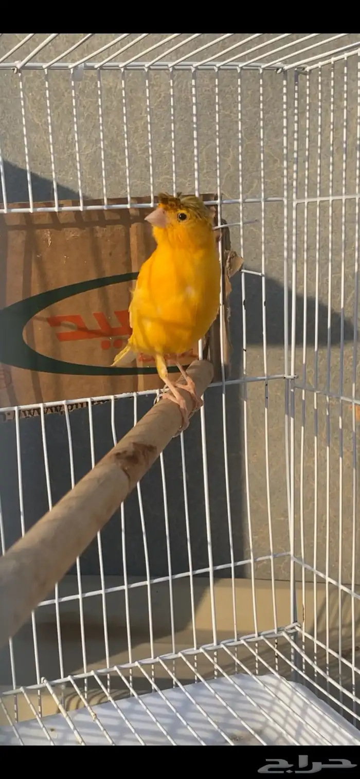 انثى كناري سوري 3