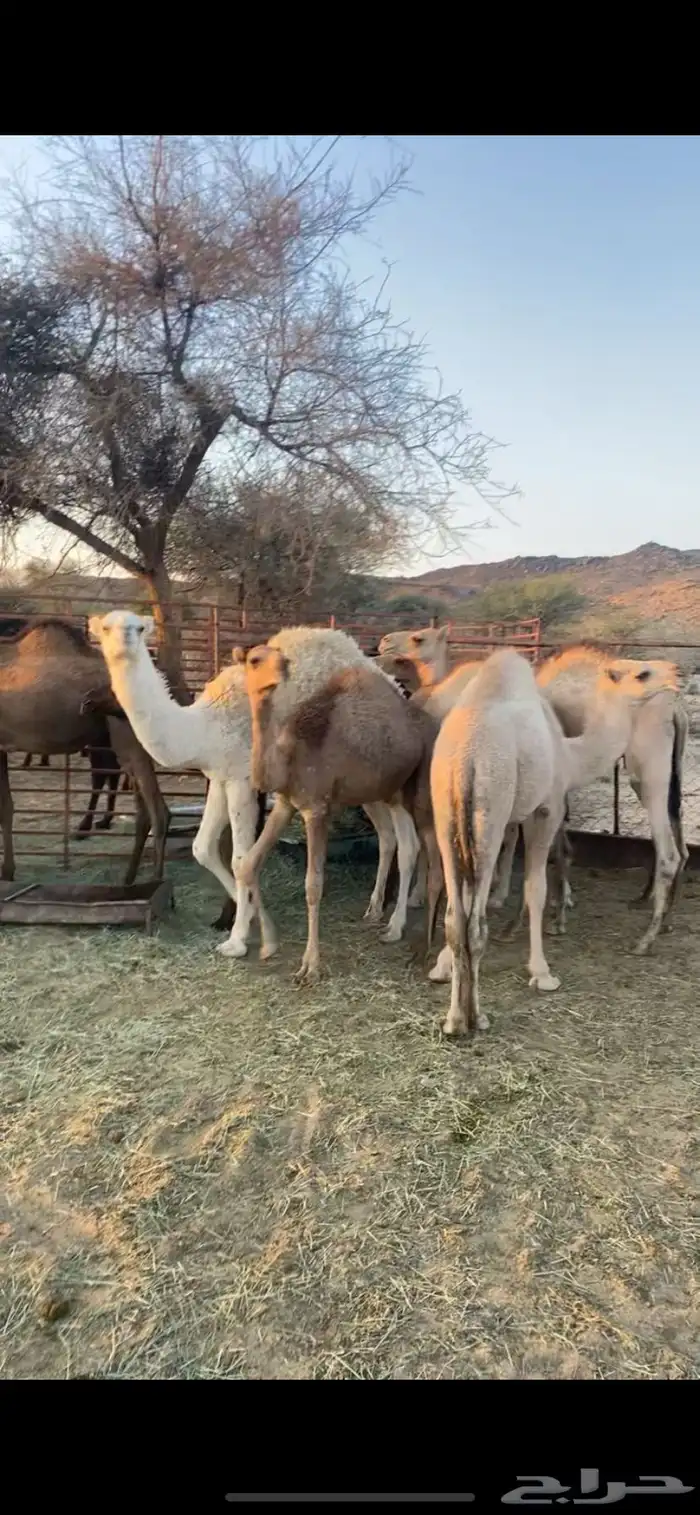 حشوان للبيع 0