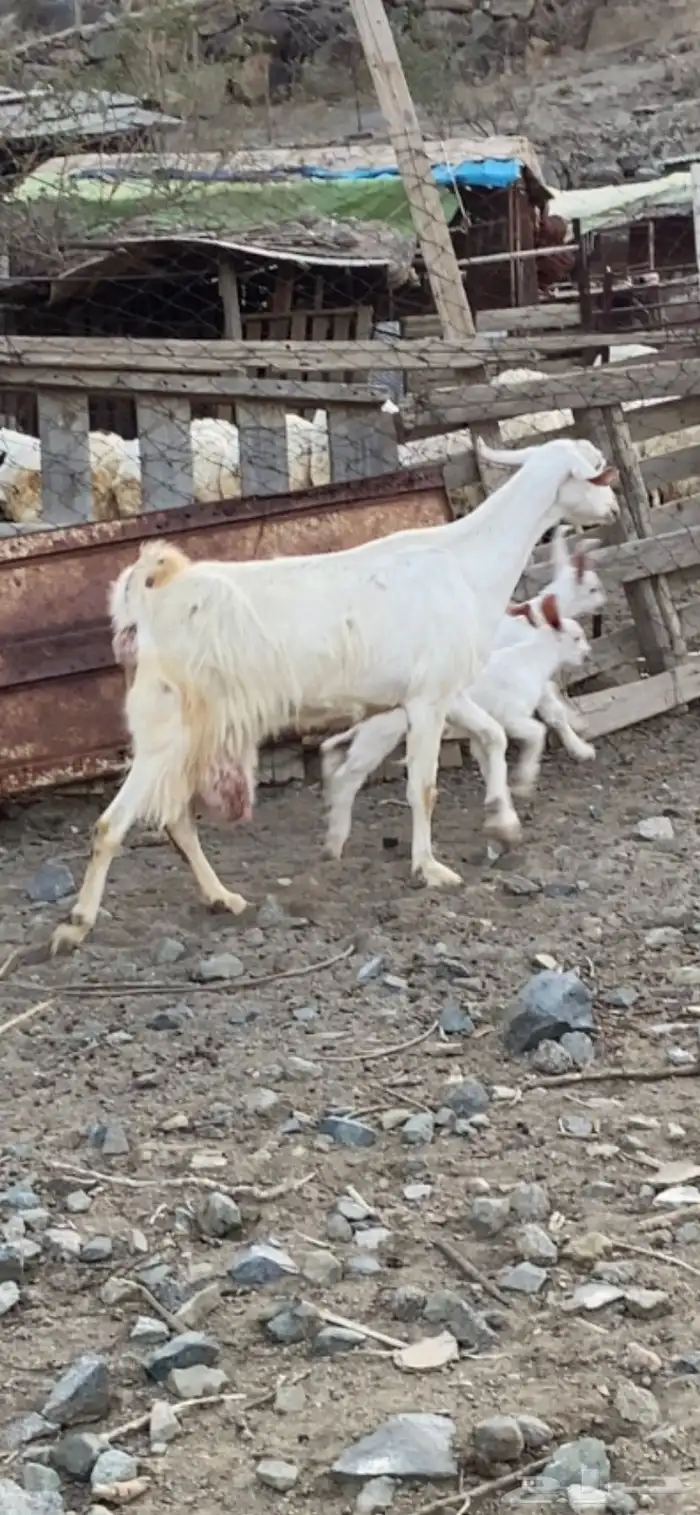 3 عروض معزى ولد وعناق حايل مشالله 0